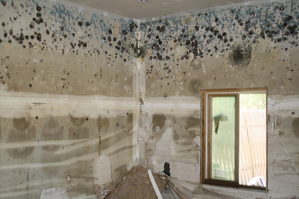 mold inspection